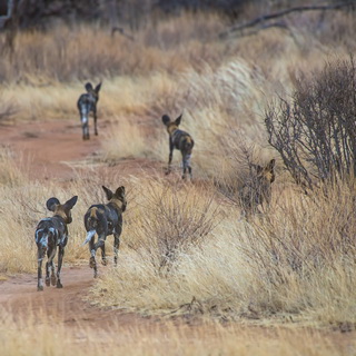 Samburu - Wild dogs